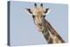 Head and neck of an Angolan giraffe, Namibia, Africa.-Brenda Tharp-Premier Image Canvas