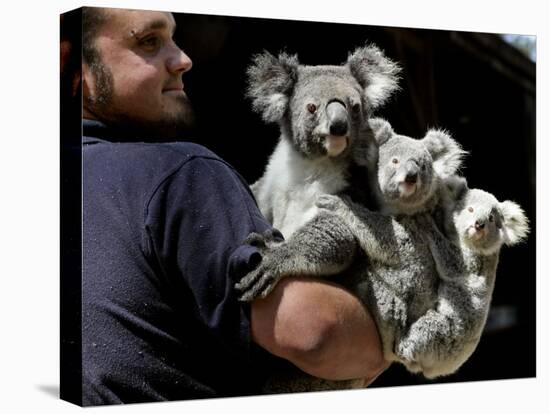 Head Keeper at Sydney's Koala Park Holds 'Kamara' and Her Two One Year-Old Babies-null-Premier Image Canvas