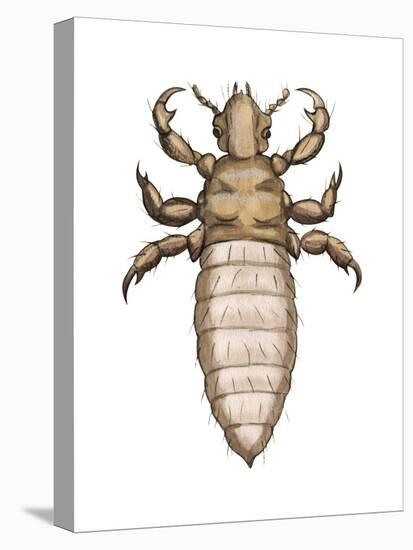 Head Louse (Pediculus Humanus Capitis), Insects-Encyclopaedia Britannica-Stretched Canvas