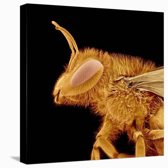 Head of a Bee-Micro Discovery-Premier Image Canvas