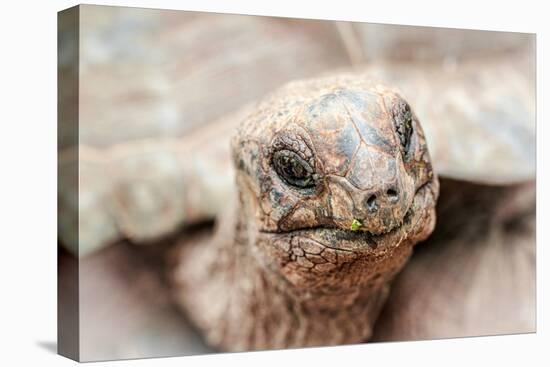 Head of a giant tortoise, Prison Island, Zanzibar, Tanzania-Roberto Moiola-Premier Image Canvas