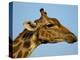 Head of a Giraffe (Giraffa Camelopardalis), South Africa, Africa-Steve & Ann Toon-Premier Image Canvas