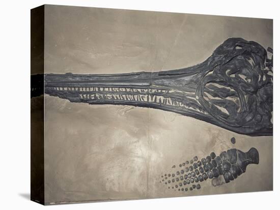 Head of a Jurassic Icthyosaur Fossil-Kevin Schafer-Premier Image Canvas