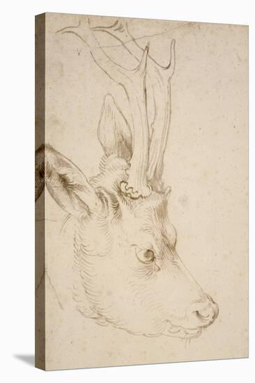 Head of a Roebuck, 1503-Albrecht Dürer-Premier Image Canvas