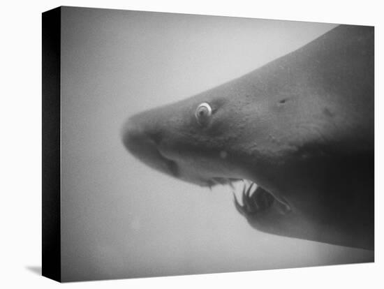 Head of a Shark-Henry Horenstein-Premier Image Canvas