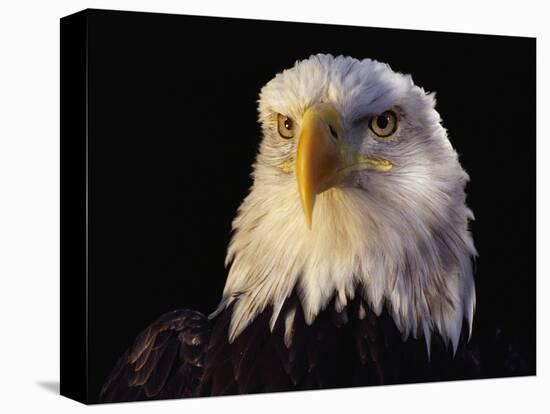 Head of Adult American Bald Eagle-W. Perry Conway-Premier Image Canvas