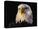 Head of Adult American Bald Eagle-W. Perry Conway-Premier Image Canvas