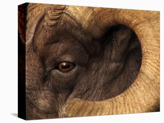 Head of American Bighorn Sheep-Mary Ann McDonald-Premier Image Canvas