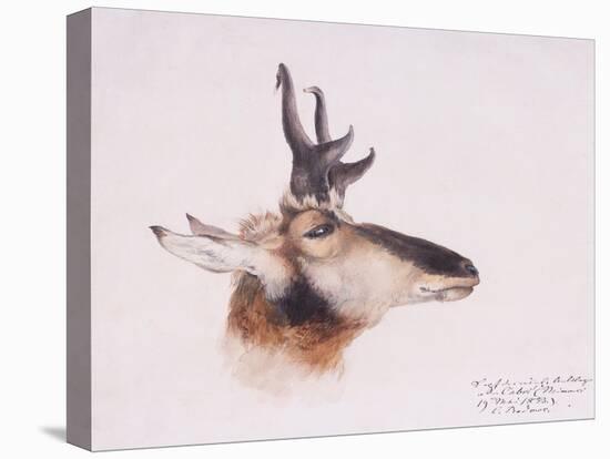Head of an Antelope, 1832-34 (W/C on Paper)-Karl Bodmer-Premier Image Canvas