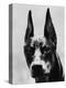 Head of Doberman Pinscher-Henry Horenstein-Premier Image Canvas