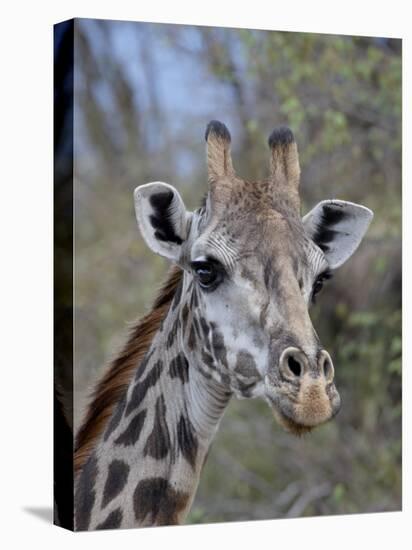 Head of Female Masai Giraffe, Masai Mara National Reserve, Kenya, East Africa-James Hager-Premier Image Canvas