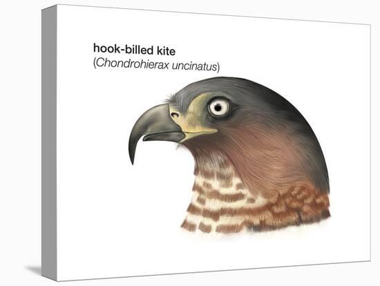 Head of Hook-Billed Kite (Chondrohierax Uncinatus), Birds-Encyclopaedia Britannica-Stretched Canvas