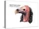 Head of Lappet-Faced Vulture (Torgos Tracheliotus), Birds-Encyclopaedia Britannica-Stretched Canvas