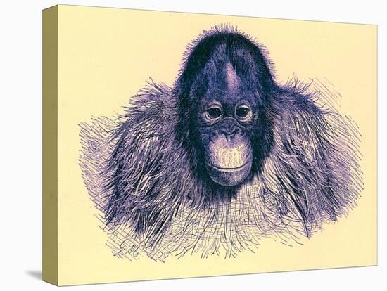 Head of Orang, Illustration from 'The Royal Natural History', Published 1896-English-Premier Image Canvas