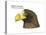 Head of Steller's Sea Eagle (Haliaeetus Pelagicus), Birds-Encyclopaedia Britannica-Stretched Canvas