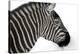 Head Of Zebra-Andre Villeneuve-Stretched Canvas