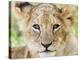 Head on Shot of Lion Cub Looking at Camera, Masai Mara Game Reserve, Kenya, East Africa, Africa-James Hager-Premier Image Canvas