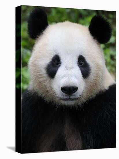 Head Portrait of a Giant Panda Bifengxia Giant Panda Breeding and Conservation Center, China-Eric Baccega-Premier Image Canvas