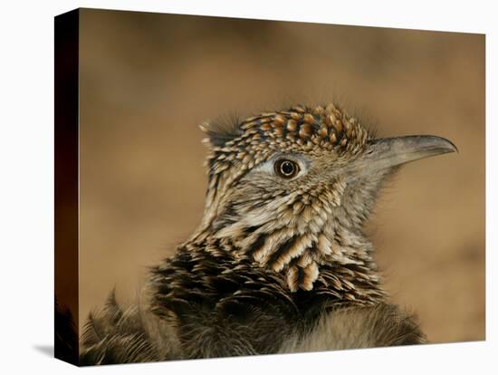 Head Portrait of Great Roadrunner, Bosque Del Apache National Wildlife Reserve, New Mexico, USA-Arthur Morris-Premier Image Canvas