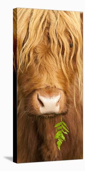 Head Portrait Of Highland Cow, Scotland, With Tiny Frond Of Bracken At Corner Of Mouth, UK-Niall Benvie-Premier Image Canvas