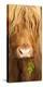 Head Portrait Of Highland Cow, Scotland, With Tiny Frond Of Bracken At Corner Of Mouth, UK-Niall Benvie-Premier Image Canvas