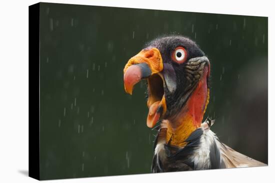 Head Portrait Of King Vulture (Sarcoramphus Papa) Calling In The Rain, Santa Rita, Costa Rica-Bence Mate-Premier Image Canvas