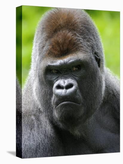 Head Portrait of Male Silverback Western Lowland Gorilla Captive, France-Eric Baccega-Premier Image Canvas