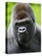 Head Portrait of Male Silverback Western Lowland Gorilla Captive, France-Eric Baccega-Premier Image Canvas