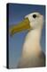 Head Portrait Of Waved Albatross (Phoebastria Irrorata) Punto Cevallos-Pete Oxford-Premier Image Canvas