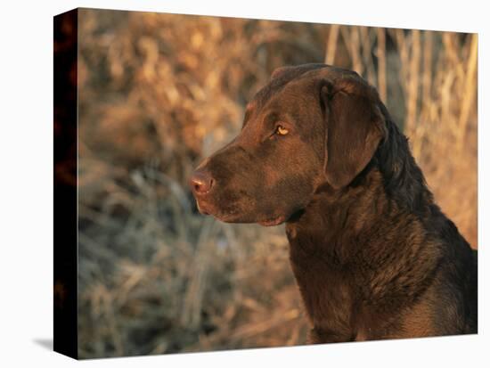 Head Profile Portrait of Chesapeake Bay Retriever, Wisconsin, USA-Lynn M. Stone-Premier Image Canvas