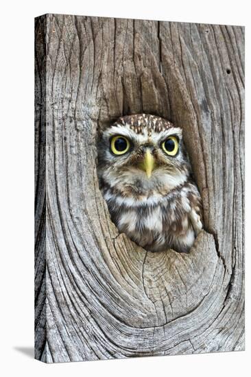 Head Shot of Little Owl Looking Through Knot Hole. Taken at Barn Owl Centre of Gloucestershire-Paul Bradley-Premier Image Canvas