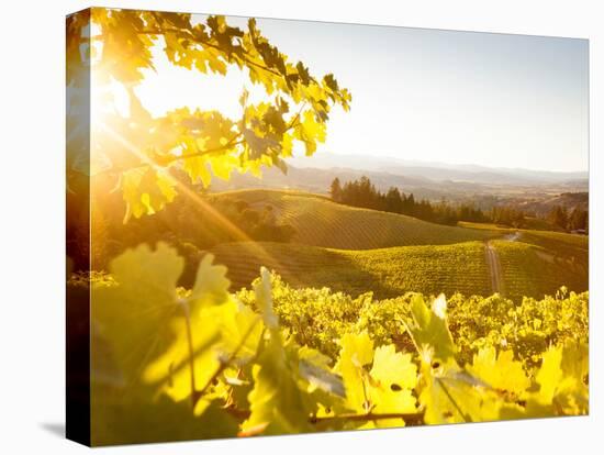 Healdsberg, Sonoma County, California: Sunset on Northern California Vineyards.-Ian Shive-Premier Image Canvas