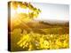 Healdsberg, Sonoma County, California: Sunset on Northern California Vineyards.-Ian Shive-Premier Image Canvas