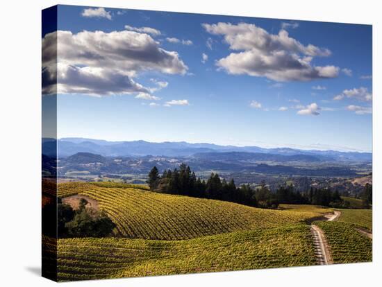 Healdsberg, Sonoma County, California: Vineyard at Sunset.-Ian Shive-Premier Image Canvas