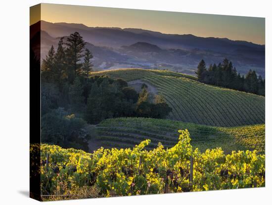 Healdsburg, Sonoma County, California: Vineyard and Winery at Sunset-Ian Shive-Premier Image Canvas