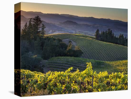 Healdsburg, Sonoma County, California: Vineyard and Winery at Sunset-Ian Shive-Premier Image Canvas