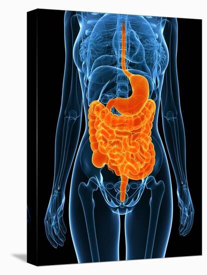 Healthy Digestive System, Artwork-SCIEPRO-Premier Image Canvas