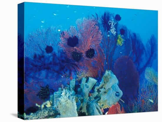 Healthy Reef System, Kimbo Bay, West New Britain, Papua New Guinea-Michele Westmorland-Premier Image Canvas