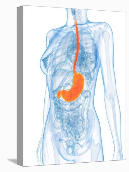 Healthy Stomach, Artwork-SCIEPRO-Premier Image Canvas