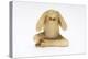 Hear No Evil, One of the Three Wise Monkeys-Japanese School-Premier Image Canvas