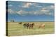 Heard of Horses in Hayfield, San Luis Valley-Howie Garber-Premier Image Canvas