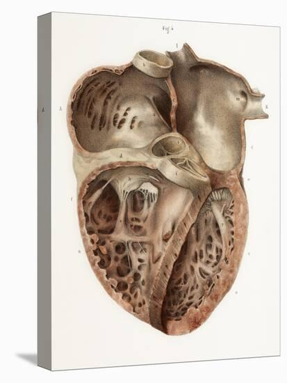 Heart Anatomy, 19th Century Illustration-Science Photo Library-Premier Image Canvas