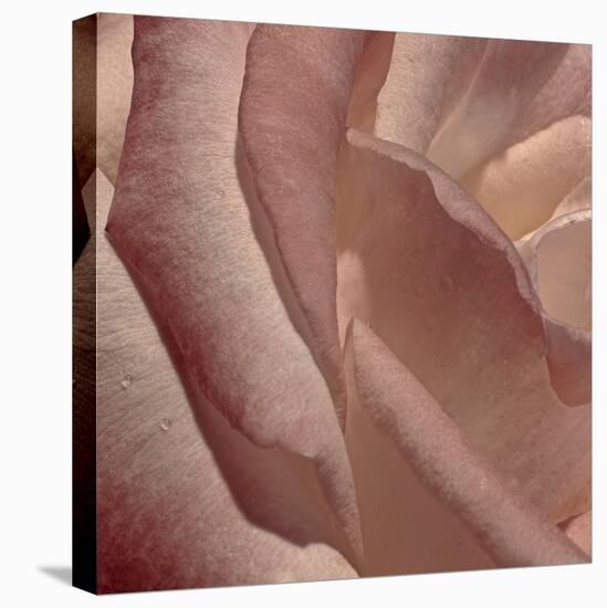 Heart of a Rose XI-Rita Crane-Premier Image Canvas