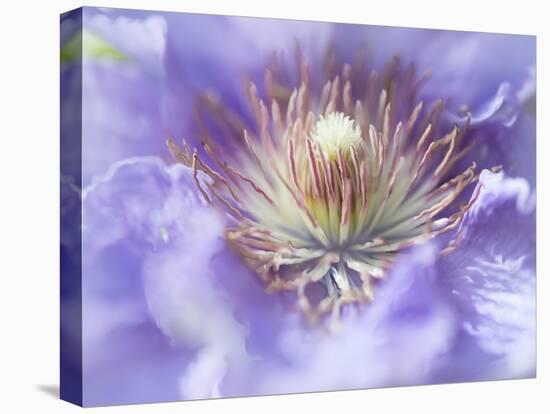 Heart of the Camellia I-Gillian Hunt-Premier Image Canvas