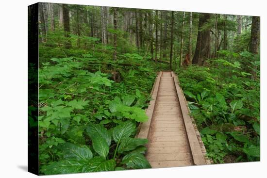 Heart of the Forest Trail Boardwalk Olympic National Park.-Alan Majchrowicz-Premier Image Canvas