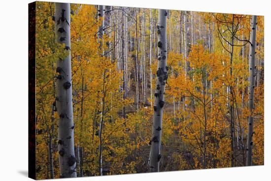 Heart of the Forest-Michael Greene-Stretched Canvas