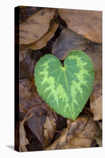 Heart-shaped leaf of Alpine Cyclamen, Croatia-Alex Hyde-Premier Image Canvas