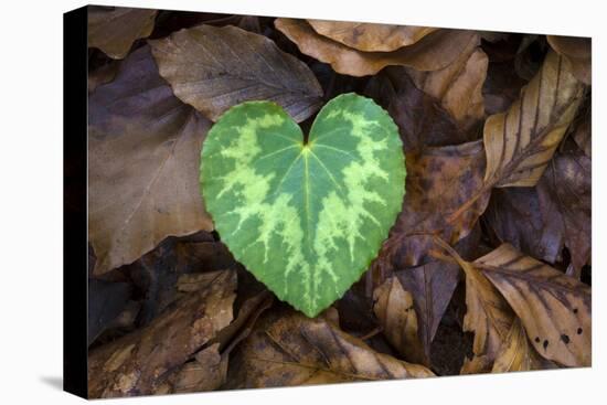 Heart-shaped leaf of Alpine Cyclamen, Croatia-Alex Hyde-Premier Image Canvas