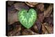 Heart-shaped leaf of Alpine Cyclamen, Croatia-Alex Hyde-Premier Image Canvas