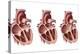 Heart Valves, Artwork-Henning Dalhoff-Premier Image Canvas